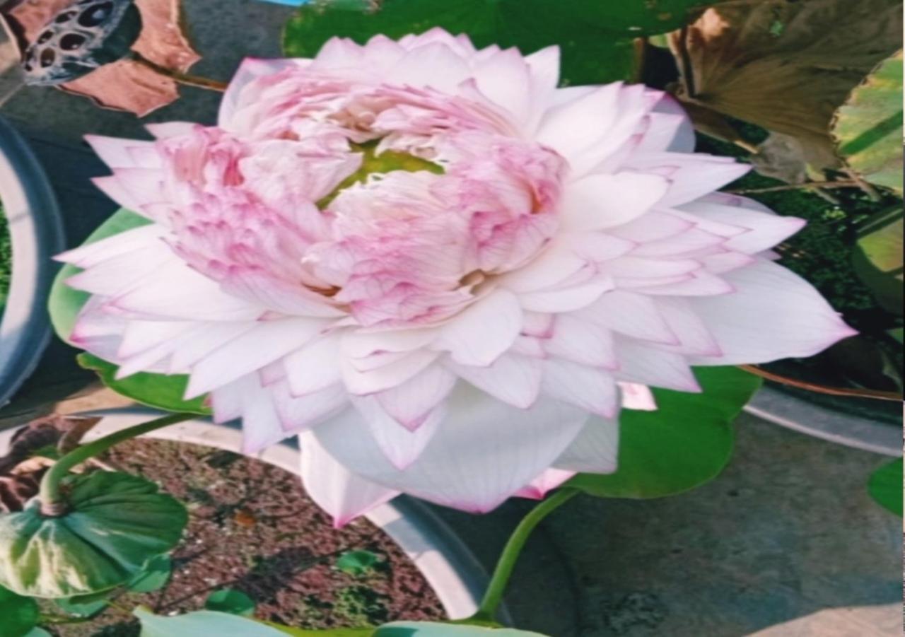 Raelyn'S Homestay Kochi Luaran gambar