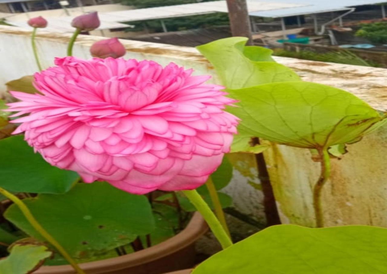 Raelyn'S Homestay Kochi Luaran gambar
